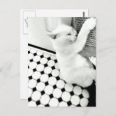 Briefkaart met zwarte en witte kat (Voorkant / Achterkant)
