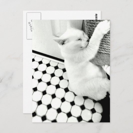 Briefkaart met zwarte en witte kat (Voorkant / Achterkant)