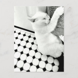 Briefkaart met zwarte en witte kat