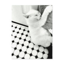 Briefkaart met zwarte en witte kat