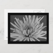 Briefkaart met zwarte en witte spinmum (Voorkant / Achterkant)