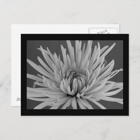 Briefkaart met zwarte en witte spinmum (Voorkant / Achterkant)