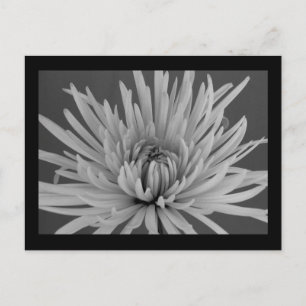 Briefkaart met zwarte en witte spinmum