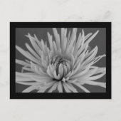 Briefkaart met zwarte en witte spinmum (Voorkant)