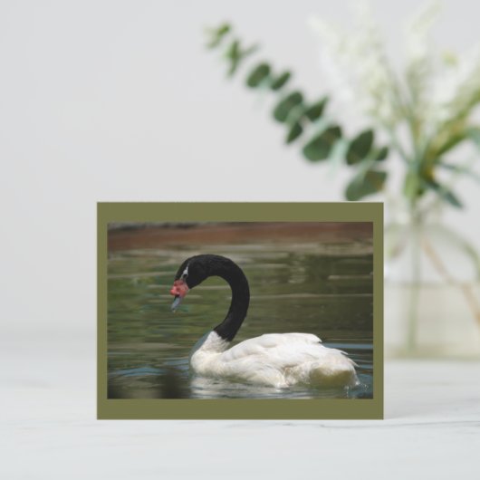 Briefkaart met zwarte en witte zwaan (Staand voorkant)
