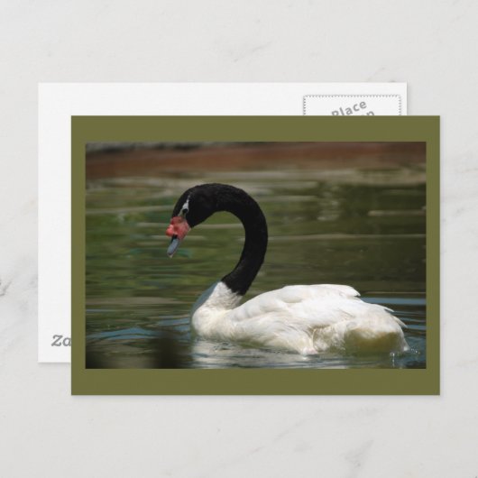 Briefkaart met zwarte en witte zwaan (Voorkant / Achterkant)