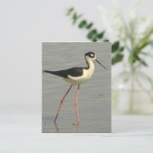 Briefkaart met zwarte hals (Staand voorkant)