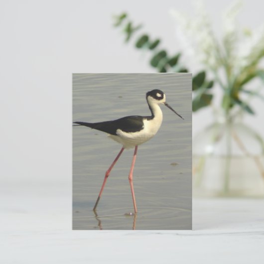 Briefkaart met zwarte hals (Staand voorkant)