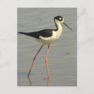 Briefkaart met zwarte hals