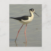 Briefkaart met zwarte hals (Voorkant)