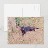 Briefkaart met zwarte kat (Voorkant / Achterkant)