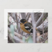 Briefkaart met zwarte kop (Voorkant / Achterkant)