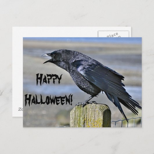 Briefkaart met zwarte kraaihaloenen (Voorkant / Achterkant)