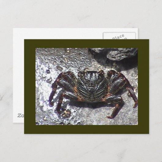 Briefkaart met zwarte krab (Voorkant / Achterkant)