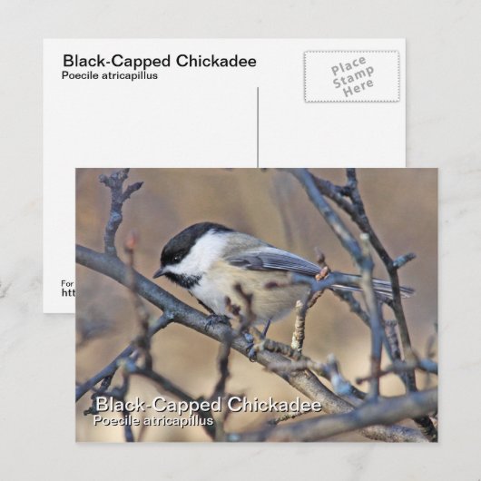 Briefkaart met zwarte lammeren (Voorkant / Achterkant)