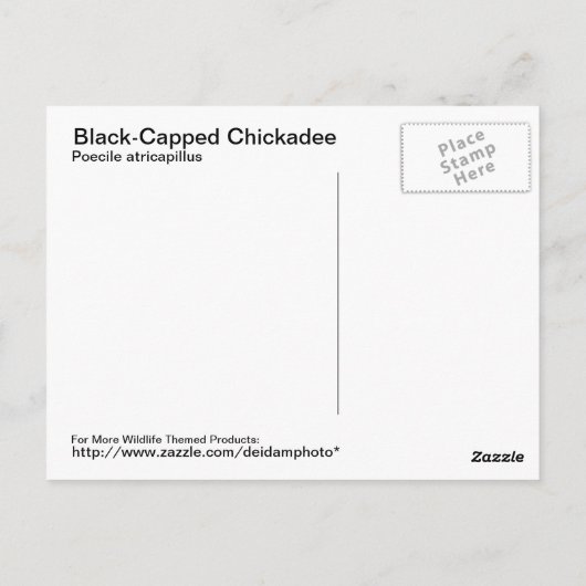 Briefkaart met zwarte lammeren (Achterkant)