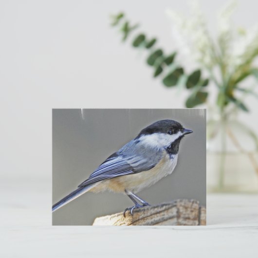 Briefkaart met zwarte lammeren (Staand voorkant)