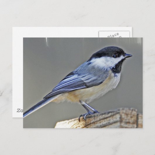 Briefkaart met zwarte lammeren (Voorkant / Achterkant)