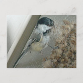 Briefkaart met zwarte lammeren
