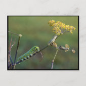 Briefkaart met zwarte moerasstaart (Voorkant)