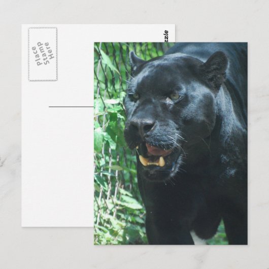 Briefkaart met zwarte panterkat (Voorkant / Achterkant)