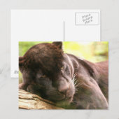 Briefkaart met zwarte panthersliep (Voorkant / Achterkant)