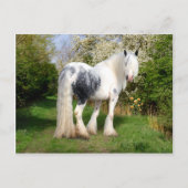 briefkaart "Mirabeau" (Voorkant)