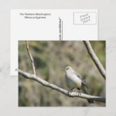 Briefkaart - Mockingvogel (Voorkant / Achterkant)