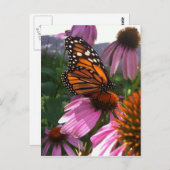 Briefkaart - Monarch Butterfly on Coneflower (Voorkant / Achterkant)
