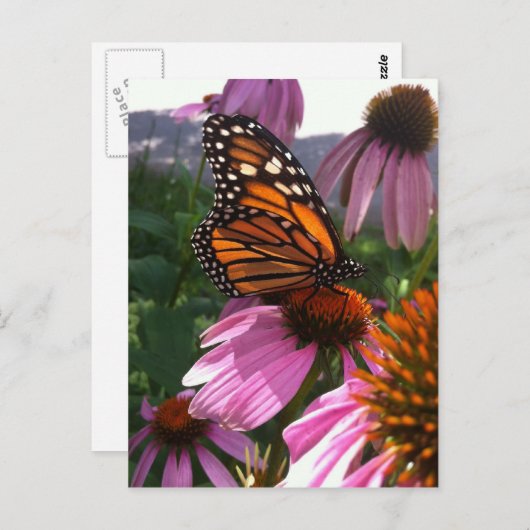 Briefkaart - Monarch Butterfly on Coneflower (Voorkant / Achterkant)
