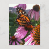 Briefkaart - Monarch Butterfly on Coneflower (Voorkant)