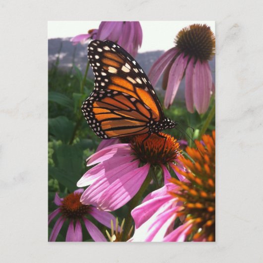 Briefkaart - Monarch Butterfly on Coneflower (Voorkant)