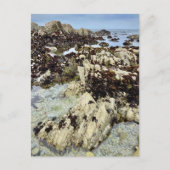 Briefkaart - Monterey, Californië (Voorkant)