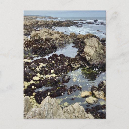 Briefkaart - Monterey, Californië (Voorkant)