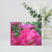 Briefkaart mooie Big Pink Roses Garden Flowers (Staand voorkant)