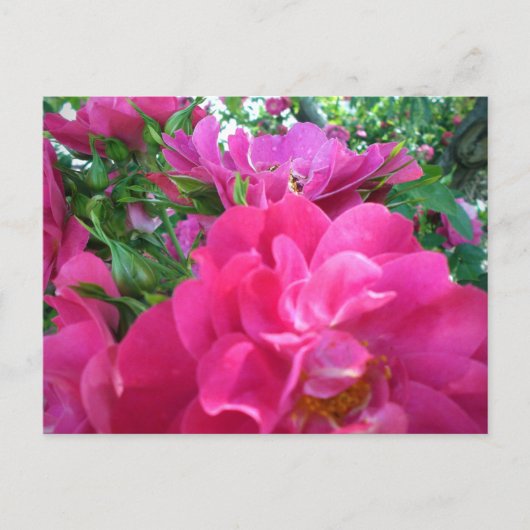 Briefkaart mooie Big Pink Roses Garden Flowers (Voorkant)
