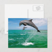 Briefkaart mooie dolfijnen (Voorkant / Achterkant)