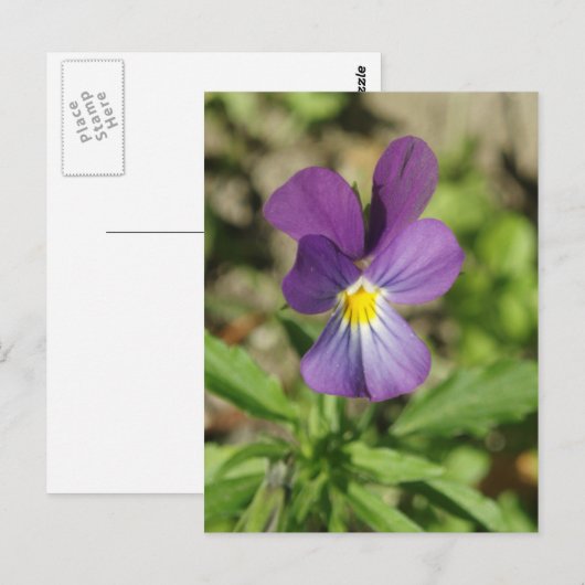 Briefkaart mooie paarse bloem (Voorkant / Achterkant)