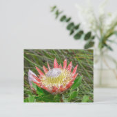 Briefkaart - Mooie protea in Kaapstad (Staand voorkant)
