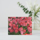 Briefkaart mooie Tulps (Staand voorkant)