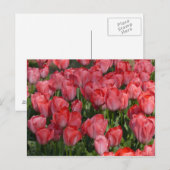 Briefkaart mooie Tulps (Voorkant / Achterkant)