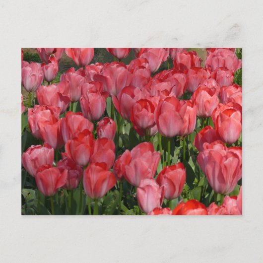 Briefkaart mooie Tulps (Voorkant)