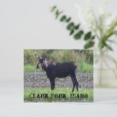 BRIEFKAART ~ "Moose in the Meadow" — Clark Fork, I (Staand voorkant)