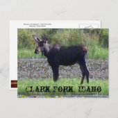BRIEFKAART ~ "Moose in the Meadow" — Clark Fork, I (Voorkant / Achterkant)