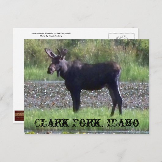 BRIEFKAART ~ "Moose in the Meadow" — Clark Fork, I (Voorkant / Achterkant)
