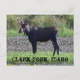 BRIEFKAART ~ "Moose in the Meadow" — Clark Fork, I
