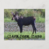 BRIEFKAART ~ "Moose in the Meadow" — Clark Fork, I (Voorkant)