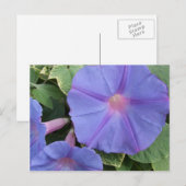 Briefkaart Morning Glory Flowers (Voorkant / Achterkant)