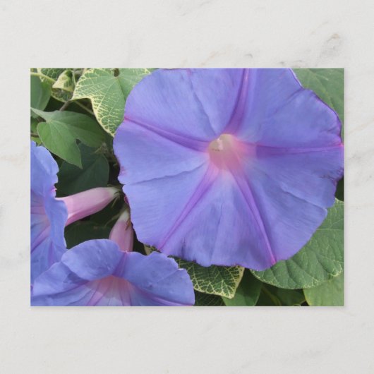 Briefkaart Morning Glory Flowers (Voorkant)