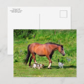 briefkaart "Morning Stroll" (Voorkant / Achterkant)